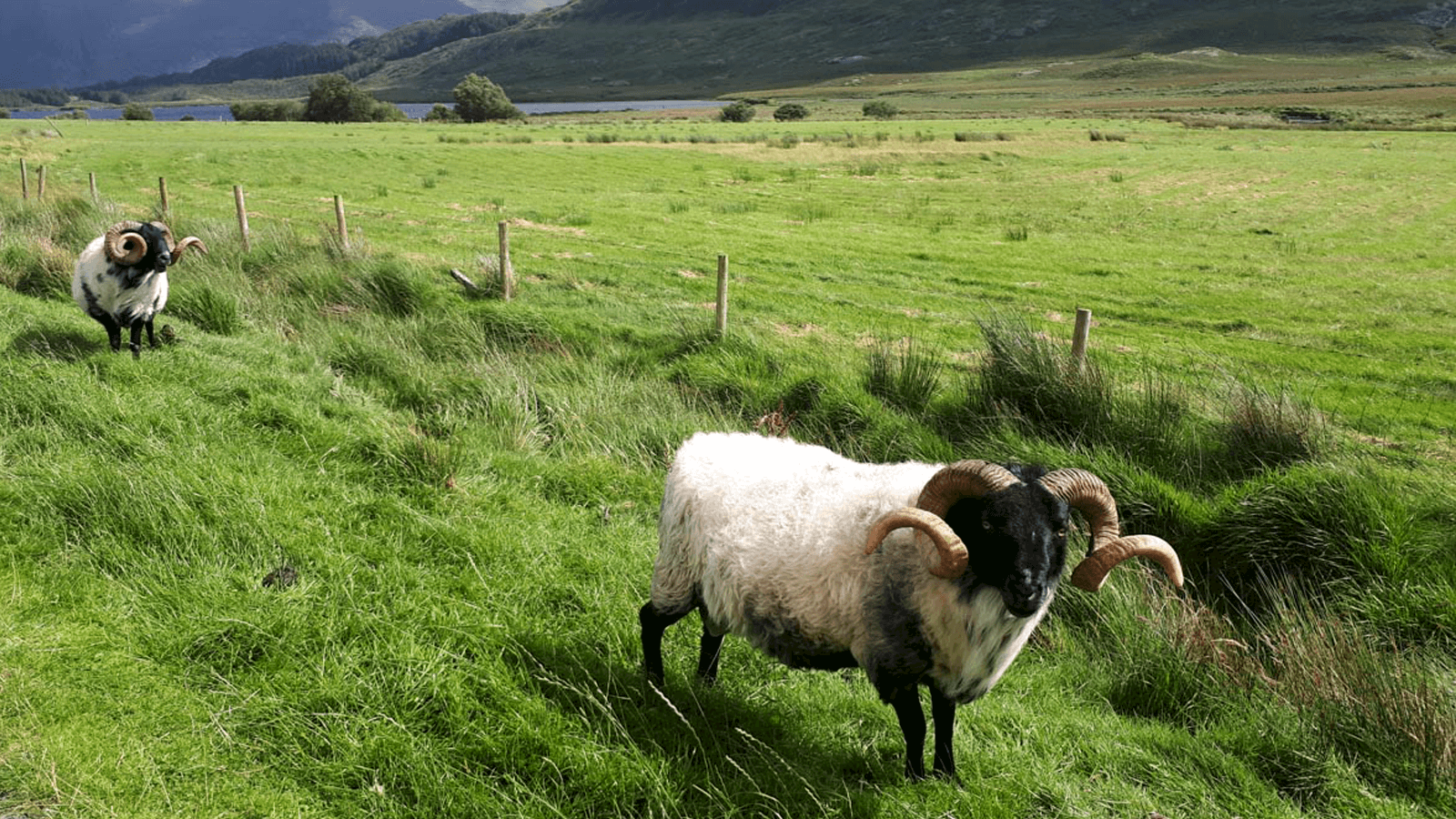 Connemara sheep