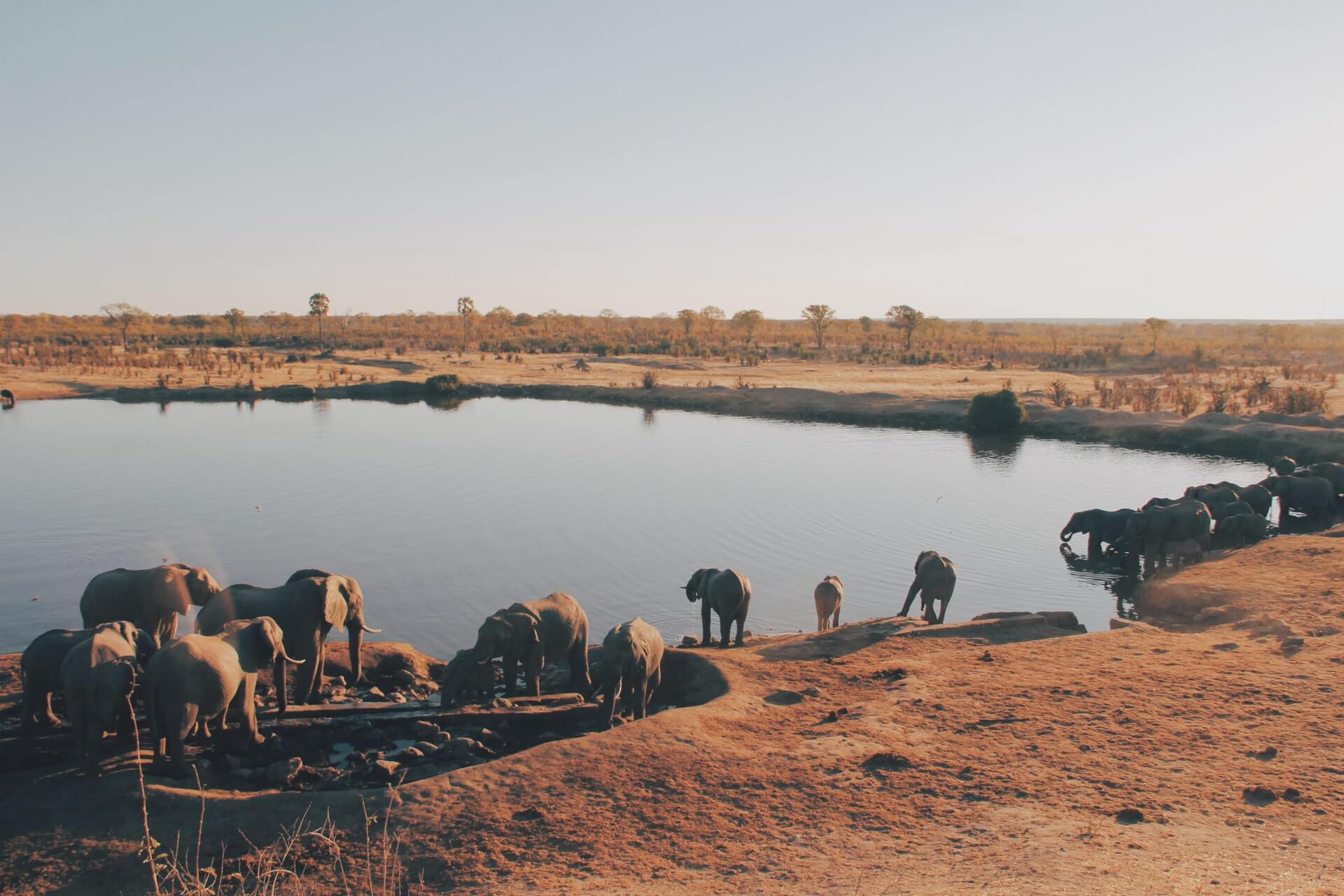 Elephants around a waterhole