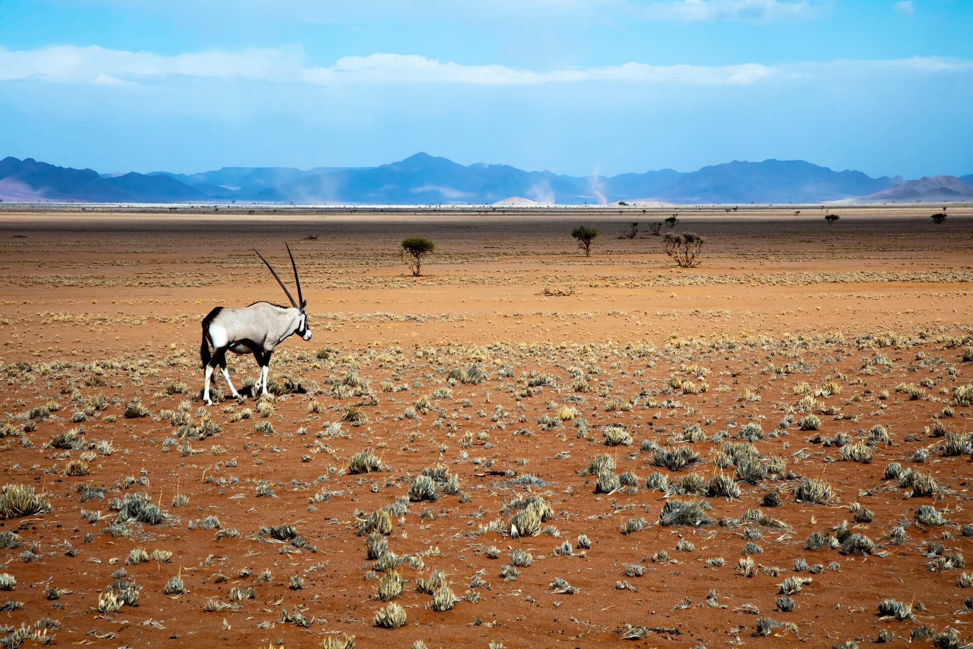 Antelope on Namibia dunes