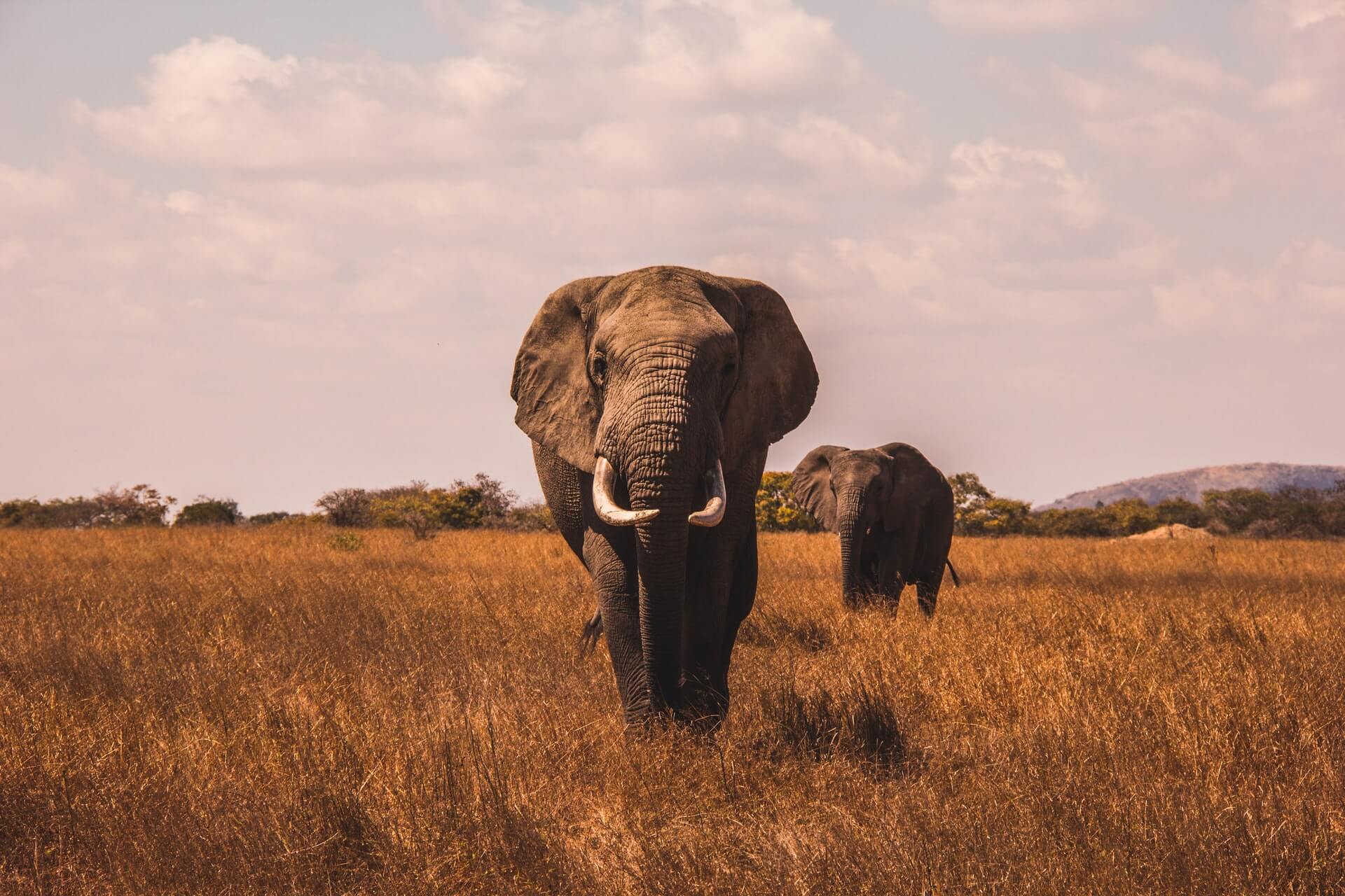 Elephants on game plains