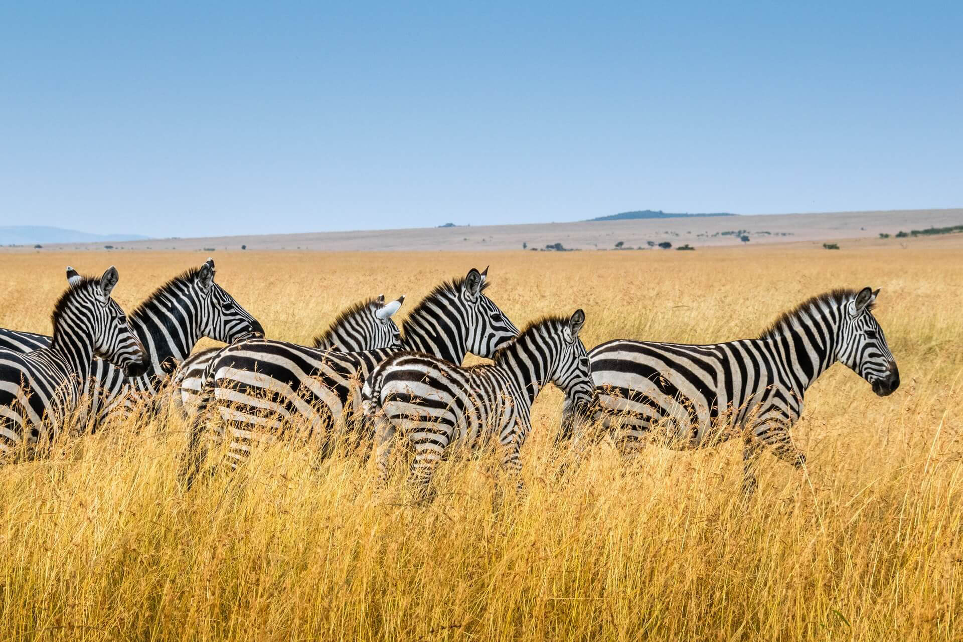 Zebras eating on game plains