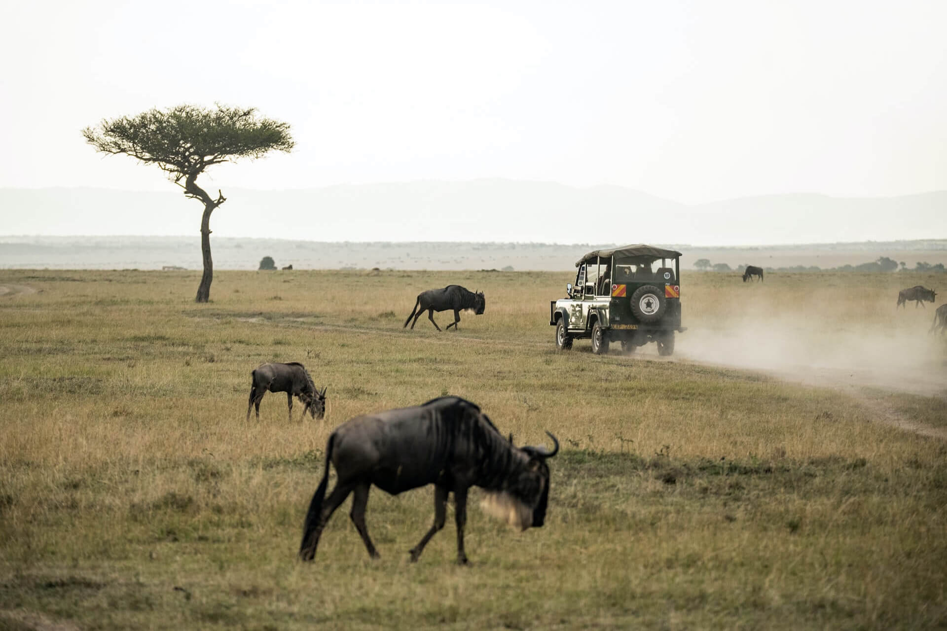 Wildebeest on game plains