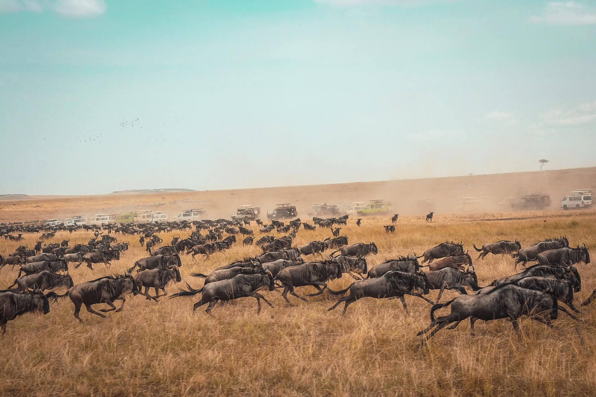 Wildebeest migrating on plains