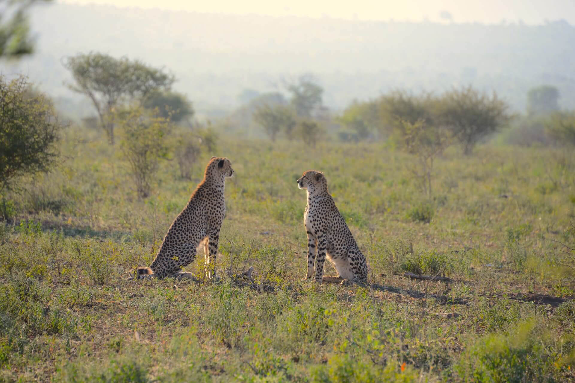 Pair of Cheetah on game plains