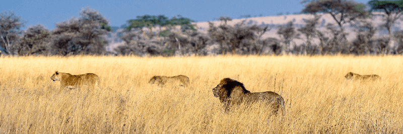 Lions in long grass