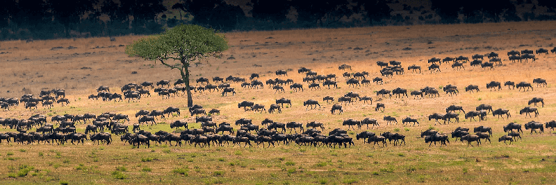 Wildebeest migration in Kenya