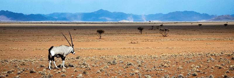 Gemsbok on plains in Namibia