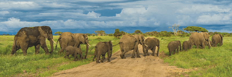 Elephants crossing dirt road